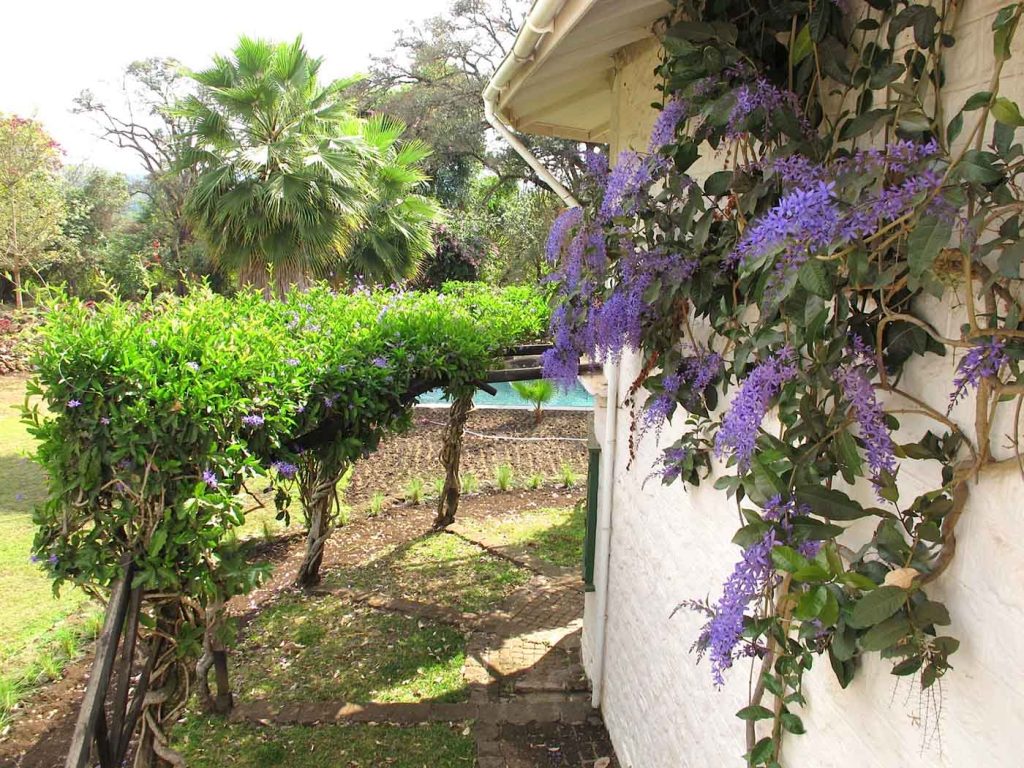 Beautiful purple flowers in the Chele Chele gardens